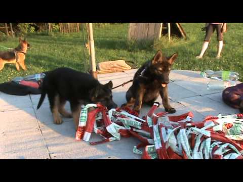 BRIXX HARTIS BOHEMIA-ARWEN LERYKA