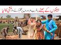Memes 2026 Ramzi Noori Bilo Shoki Sanam Jannat Falak Sher Funny Video Rachnavi Tv
