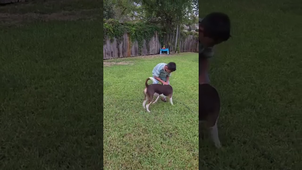 Enlarge Murph, a Adoptable mixed breed in Windsor, CT video 6/6