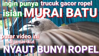 Download lagu ingin punya trucuk bersuara murai batu?putar aja video pancingan trucukan gacor agar bunyi ropel ini mp3