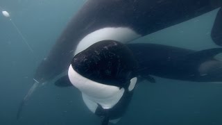 GoPro: Orca Rescue in 4K