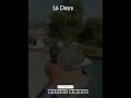 Pigeon Grow In 1 To 30 Days Pigeon Trending Birds Grow Short