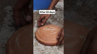 From Egg to Baby Pigeon in 25 Days 🕊