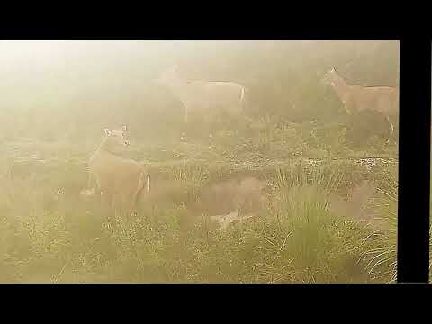 Jungali janvaron ki jindagi ! Nilgai ki jindagi