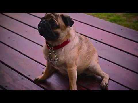 mango creature with paws