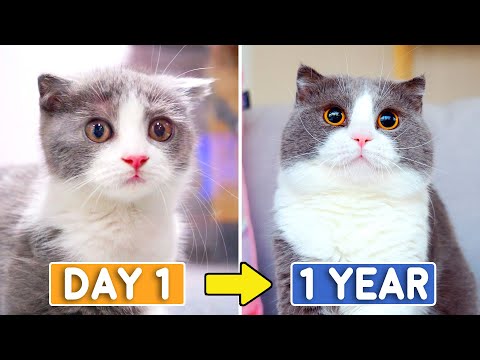 Day 1 To 365: Raising Munchkin Kitten Coco