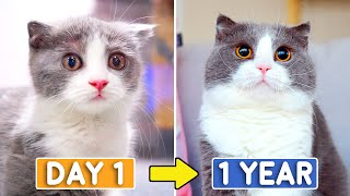 Day 1 To 365: Raising Munchkin Kitten Coco
