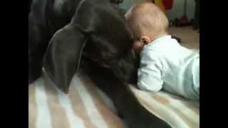 Трогательные отношения между догом Скуби и малышом