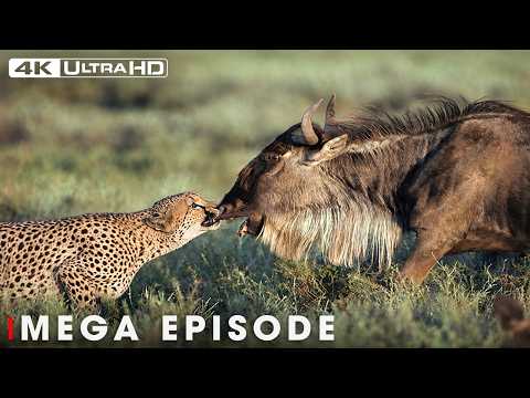 WILD SAVANNAH | The Mystery of the Fastest Warriors | Wildlife Documentary