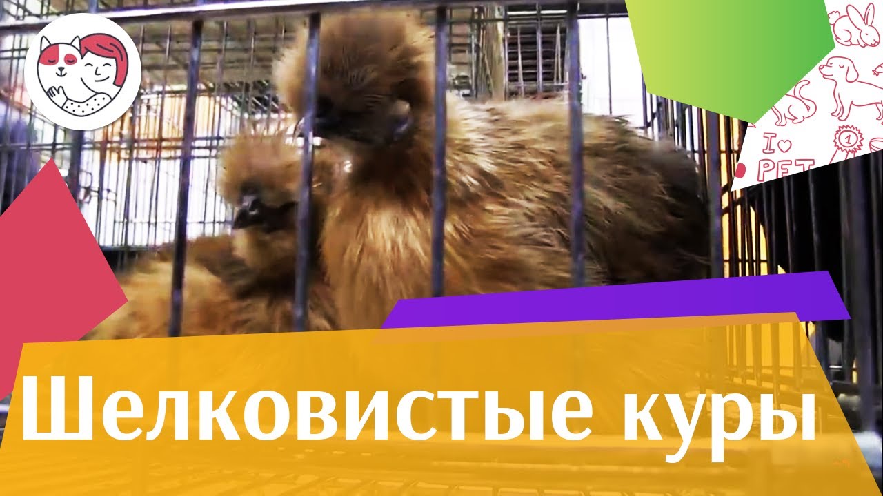 Порода кур ШЕЛКОВИСТЫЕ Агропромышленная выставка Золотая осень 2016 iLikePet