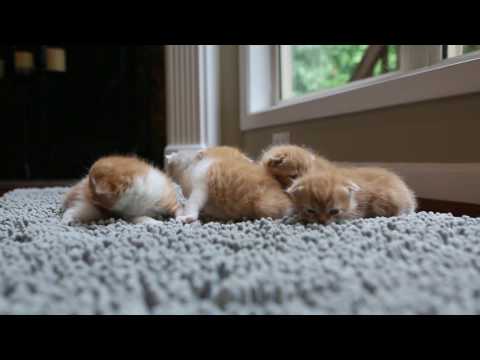 Kalai's Scottish Fold Kittens