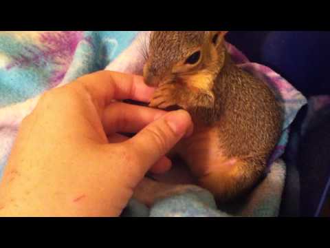 My pet squirrel, Sandy. Snuggling, biting, playing, licking, yawning, and being generally cute.