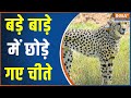 In Madhya Pradesh's Kuno National Park, 2 cheetahs were left in a large enclosure