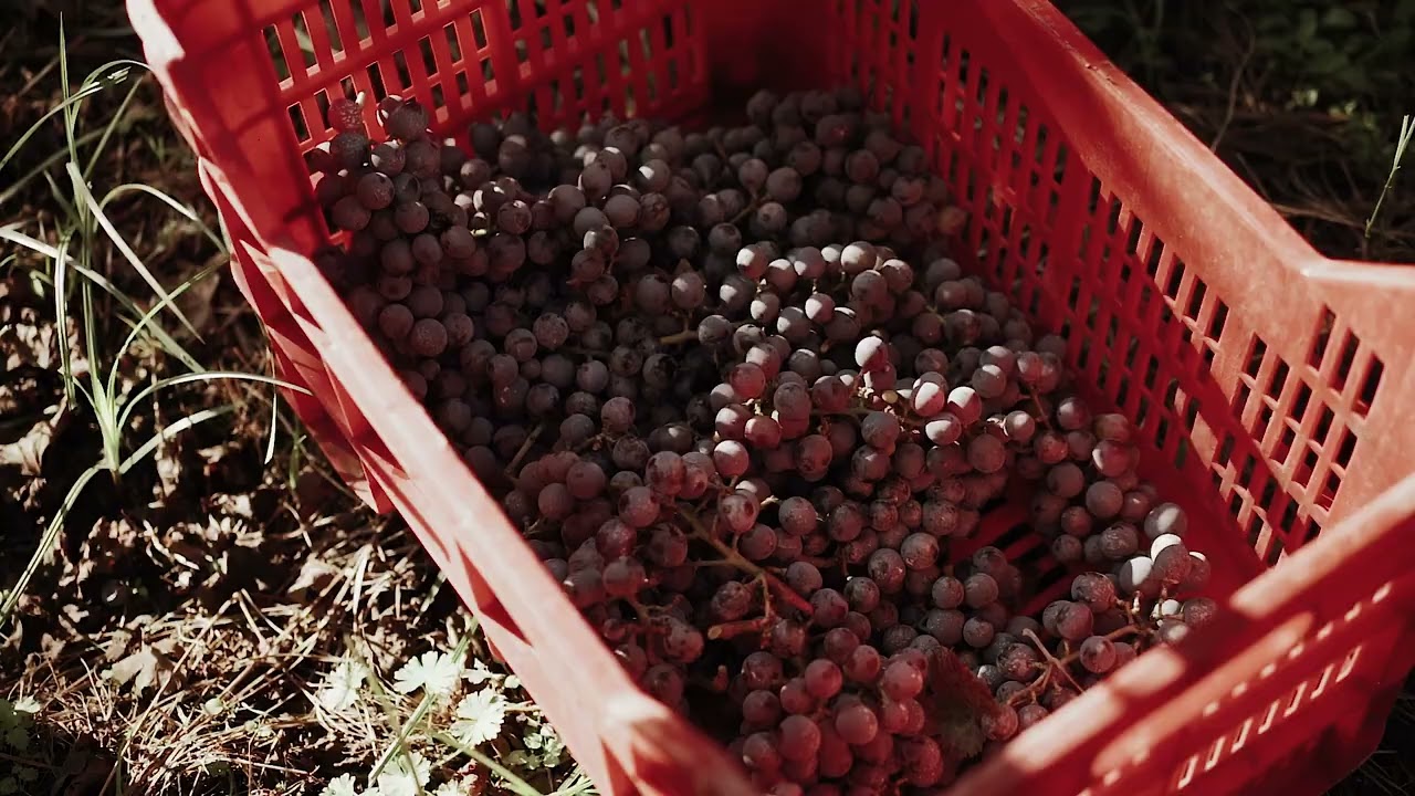 Phlegraios Vinprovning och rundtur på Cantine Astroni