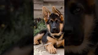 Zodiac signs as dog breeds #zodiacsigns #zodiac #zodiacsign