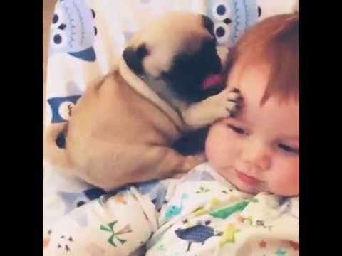 cute dogs with children |2017