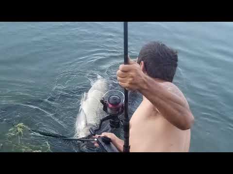Carpfishing in cava libera combattimento Amur 20 kg