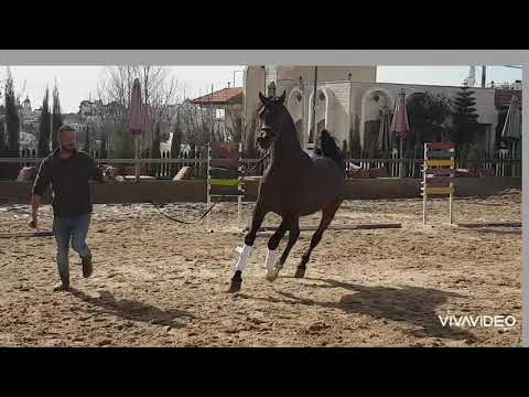 الحصان بطل الأبطال بيرجي ابن بيرجينيو