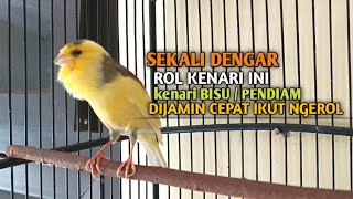 Download lagu kenari gacor panjang Cuit Cuit EMOSI, Pancingan Kenari Paud Belajar Bunyi, terapi AMPUH Kenari MACET mp3 Download lagu kenari gacor panjang Cuit Cuit EMOSI, Pancingan Kenari Paud Belajar Bunyi, terapi AMPUH Kenari MACET mp3