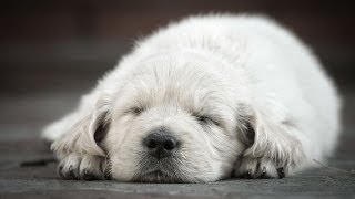 How to Keep Puppy from Crying at Night | Puppy Care