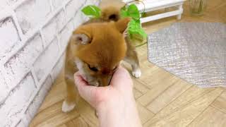 柴犬の動画02