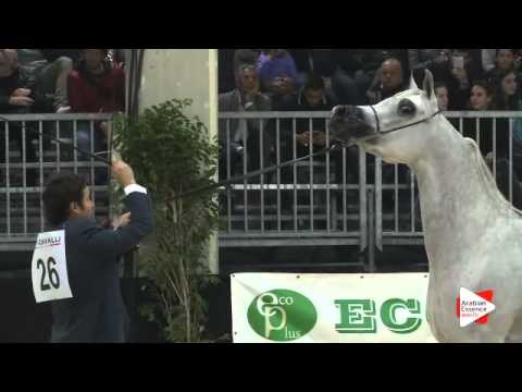 N 26 TF ESMERALDA   Gran Prix 2015   Fillies 2 3 years old Class D