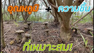 เห็ดผึ้ง เห็ดตับเต่าในสวนกับการเกิดในสภาพแวดล้อมที่เหมาะสมที่สุด