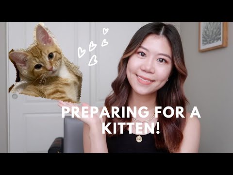 ADOPTING A KITTEN | WHAT I BOUGHT + HOW MUCH I SPENT TO PREPARE!