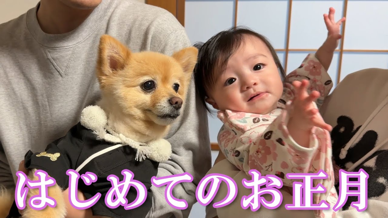 福島の実家に帰省したポメラニアンと0才児の初めてのお正月に密着！
