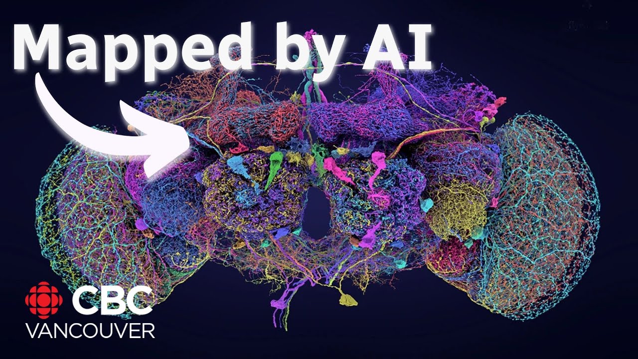 How fruit flies are helping us understand human brains