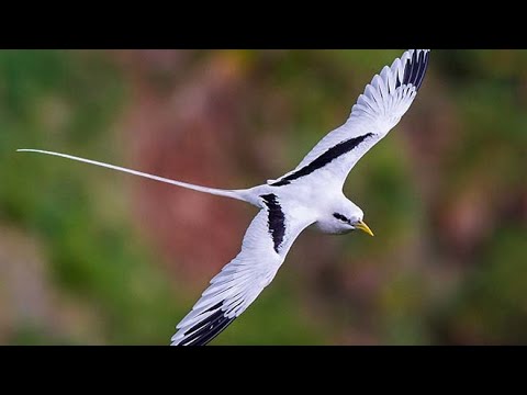 White tailed tropicbird (Phaethon lepturus)