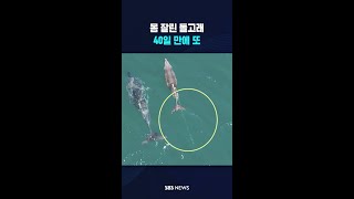 몸 잘린 돌고래, 40일 만에 또 #shorts