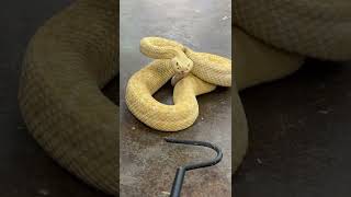 Venomous Snakes 101 😱 by Prehistoric Pets TV