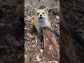 Red fox. 🦊 🦊 #redfox #fox #trapping #traps #farm #farmland #farms #chickens #conservation #wv