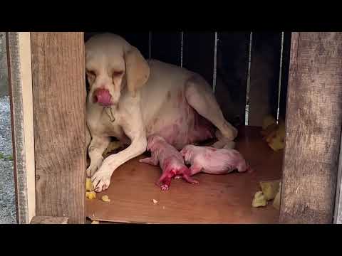 Adopted twin nose mother dog gives birth