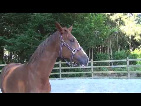 Fifthy Shades of Biolley  stallion 2 years old