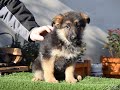 German Shepherd Dog puppy for sale