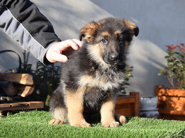 Deutscher Schäferhund welpen kaufen