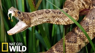 Serpent dangereux - Armures Animales