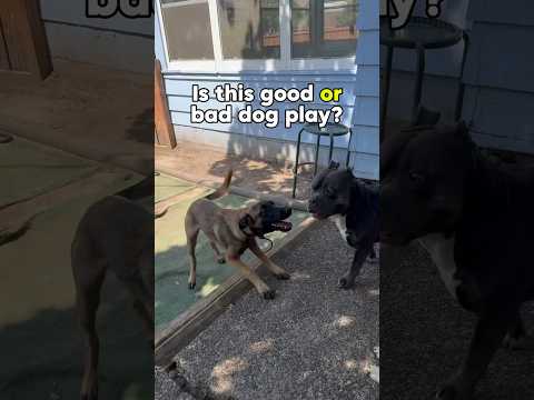 Can you tell if this is good or bad dog play? #dog #dogplay #dogfight