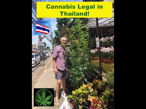 Cannabis LEGAL now in Thailand Put USA to shame!