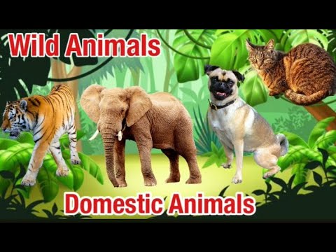 wild and domestic animal for kids | wild and domestic animals name | what are wild animals