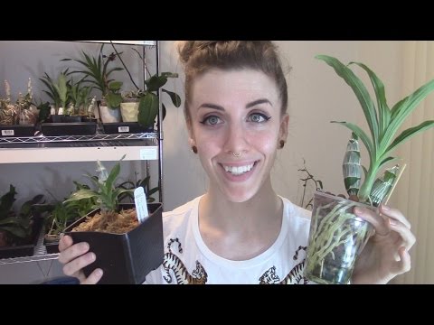 Growing Catasetum orchids in semi-hydroponics vs sphagnum moss - after one year