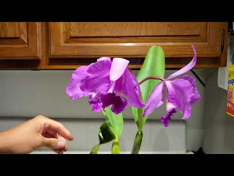 Feminine Orchid Haul 💅🏽: Complex Vanda Hybrid and Cattleya labiata from Sorella Orchids