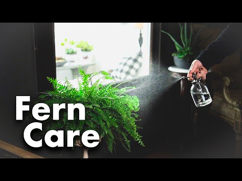 How to Grow Ferns Indoors!🪴 // Garden Answer