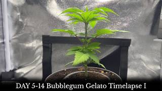DAY 5-14 | Bubblegum Gelato Timelapse I