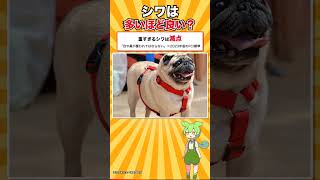 【犬種シリーズ #14】犬種標準にラテン語のことわざが載っている犬｜パグ