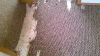 preview picture of video 'Carpet Stretching Repair Arvada CO'