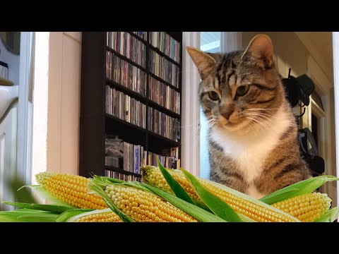 It's corn season! Do CATS like CORN??