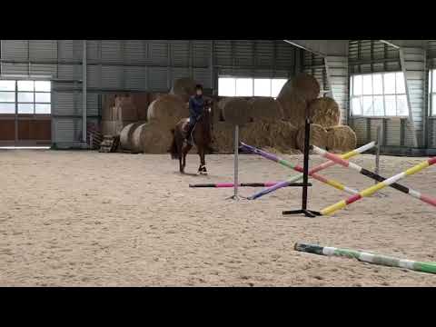 Wałach 8 Lat Conthago (Conthargos/Carthago)